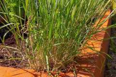 Клумба из corten стали cortenium